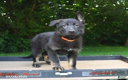 German Shepherd dogs for sale: Jackson - Image 2