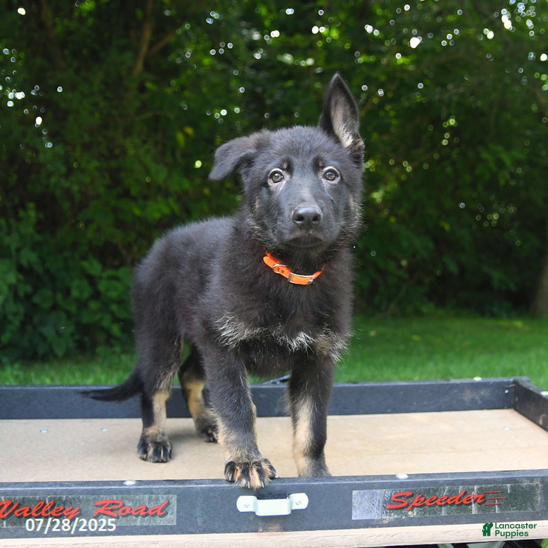 German Shepherd dogs for sale: Jackson - Image 2
