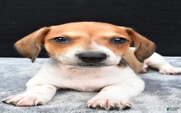 Miniature Dachshund dogs for sale: Jip - Image 9