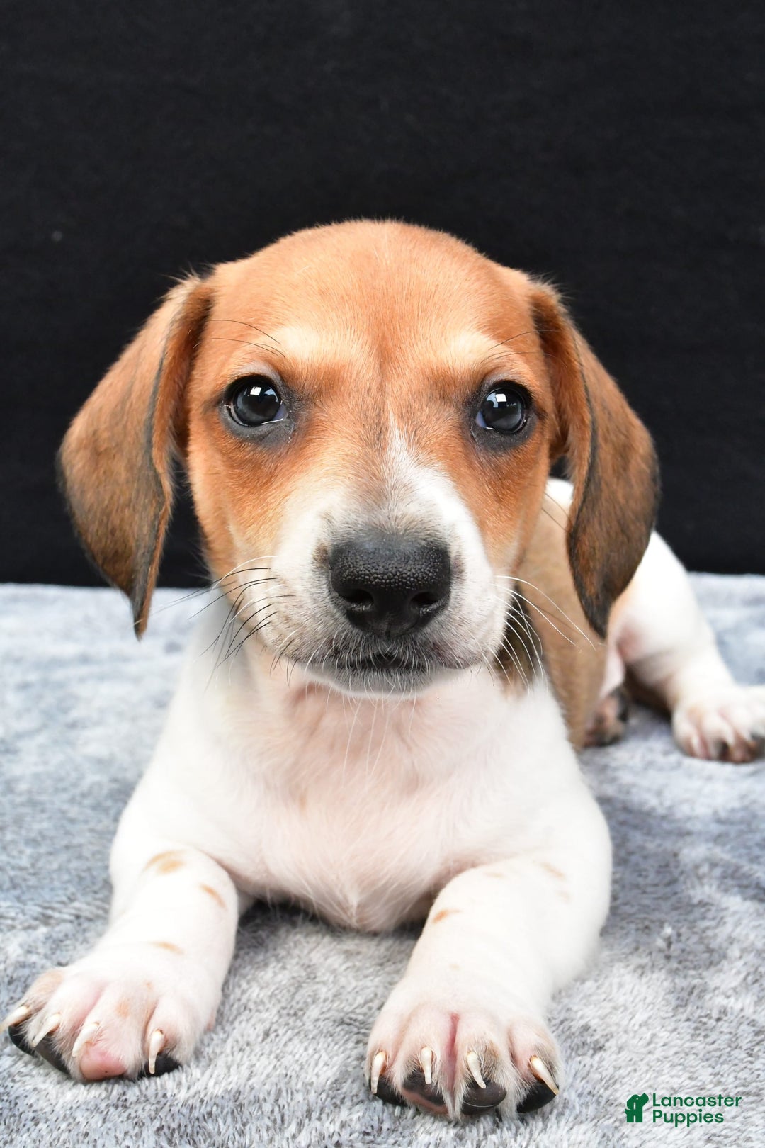 Miniature Dachshund dogs for sale: Jip - Image 9