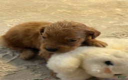 Goldendoodle dogs for sale: Loving Runti - Image 2