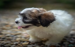 Teddy Bear dogs for sale: Marshmallow - Image 6