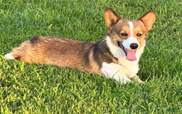 Welsh Corgi Pembroke dogs for sale: Novas Girl 3 - Image 12