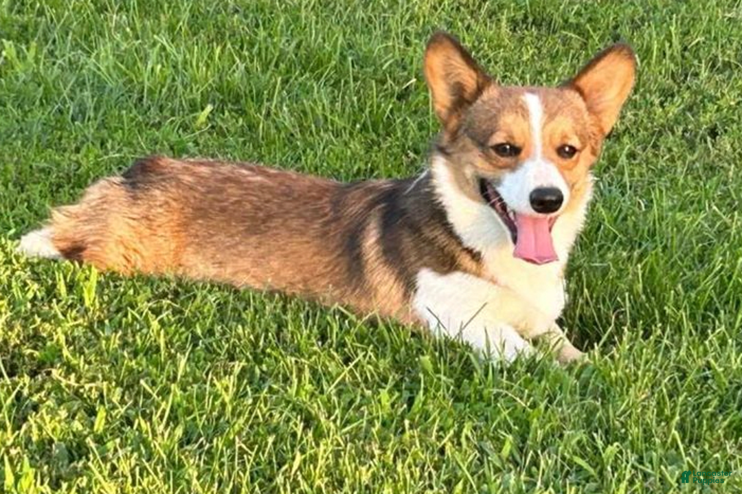 Welsh Corgi Pembroke dogs for sale: Novas Girl 3 - Image 12
