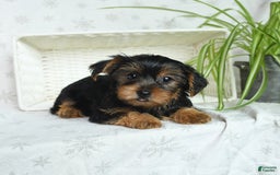 Yorkshire Terrier dogs for sale: Yorkshire Terrier 4 puppies - Image 20