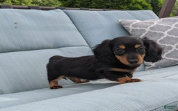 Miniature Dachshund dogs for sale: Miniature Dachshund 3 puppies - Image 18
