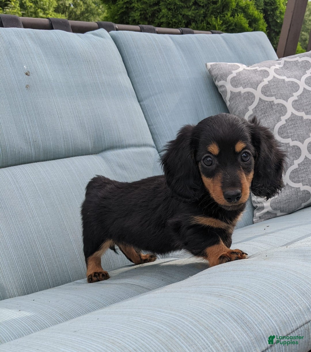 Miniature Dachshund dogs for sale: Miniature Dachshund 3 puppies - Image 18