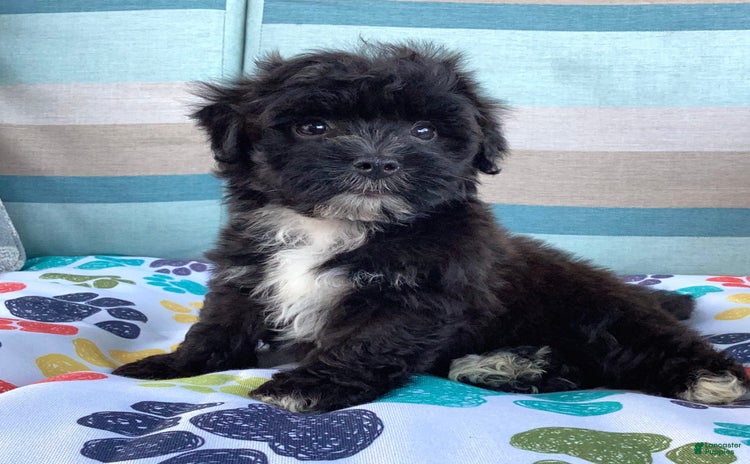 Havapoo dogs for sale - Ad 3