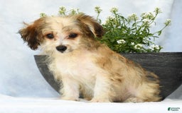 Havapoo dogs for sale: Owen - Image 8