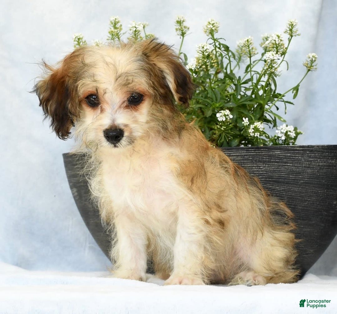 Havapoo dogs for sale: Owen - Image 8