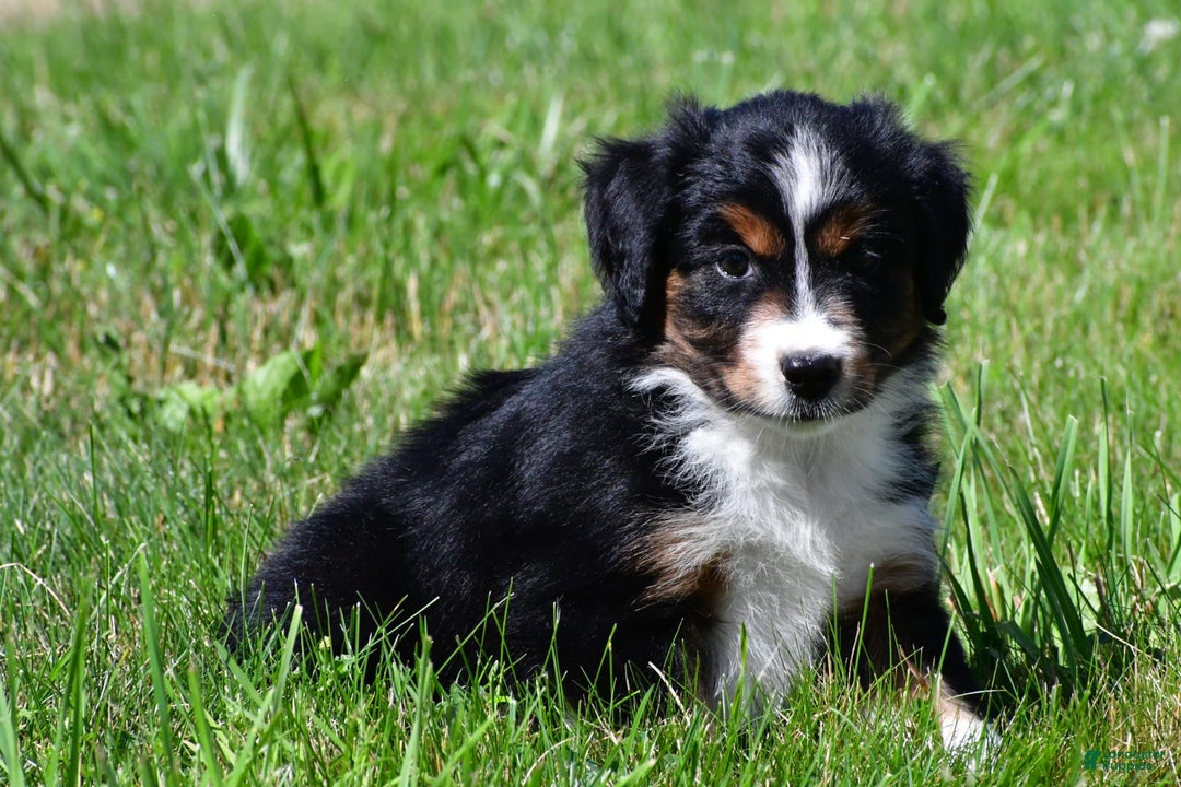 Miniature Australian Shepherd dogs for sale: Nicholas - Image 4