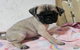 Pug dogs for sale: Candy - Image 3