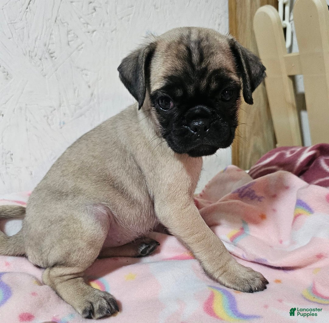 Pug dogs for sale: Candy - Image 3