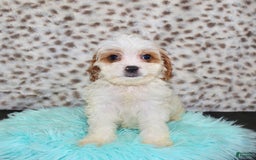 Cavapoo dogs for sale: Cavapoo 7 puppies - Image 31