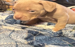 American Bully dogs for sale: Goldy - Image 8