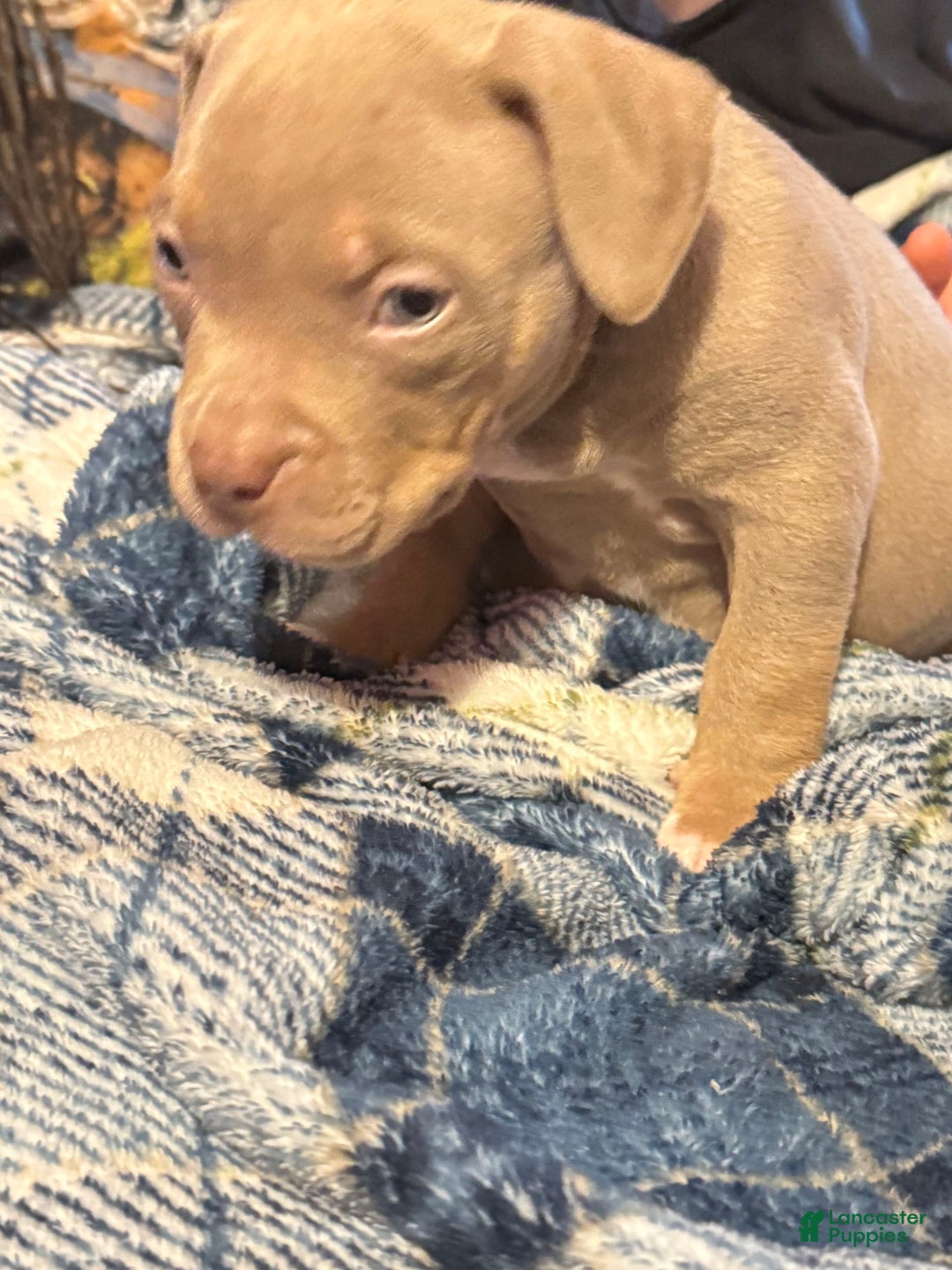American Bully dogs for sale: Goldy - Image 8