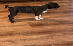 Boston Terrier dogs for sale: Winston - Image 10