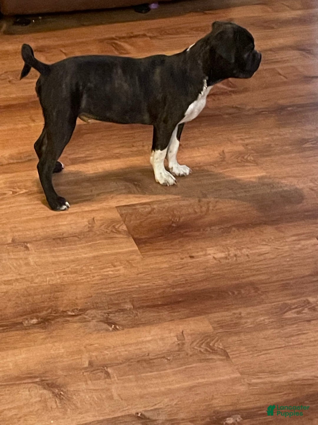 Boston Terrier dogs for sale: Winston - Image 10