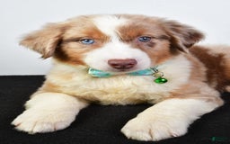Australian Shepherd dogs for sale: Echo - Image 4