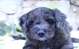 Mini Goldendoodle dogs for sale: Finn F1b - Image 2