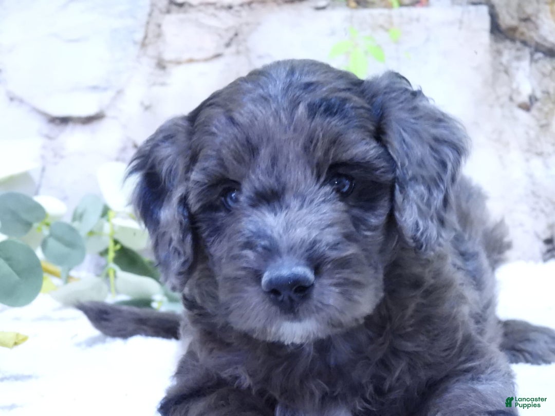 Mini Goldendoodle dogs for sale: Finn F1b - Image 2