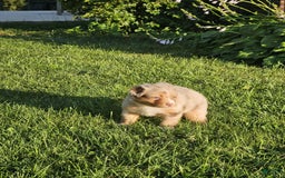 Australian Shepherd dogs for sale: Miss Cutie Pie - Image 3