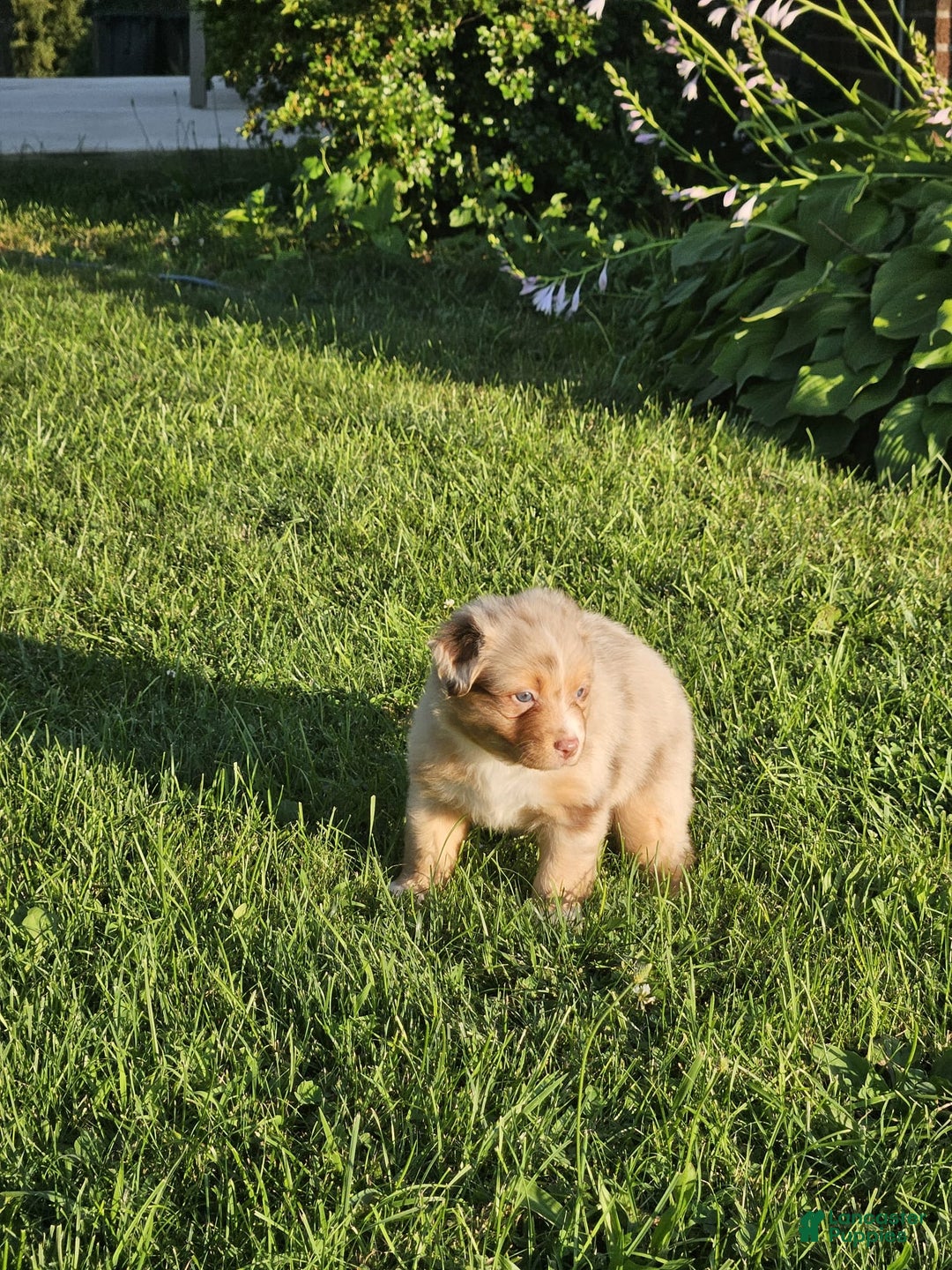 Australian Shepherd dogs for sale: Miss Cutie Pie - Image 3