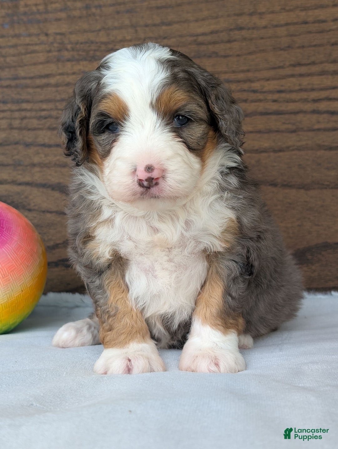 Mini Bernedoodle dogs for sale: Indy - Image 10