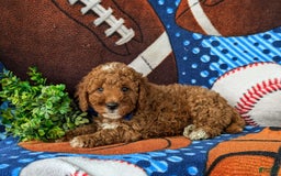 Mini Goldendoodle dogs for sale: Hamilton Hypoallergenic - Image 3