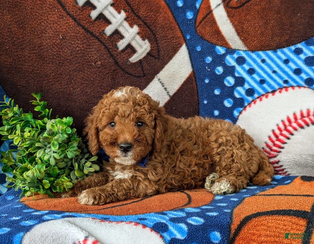 Mini Goldendoodle dogs for sale: Hamilton Hypoallergenic - Image 3