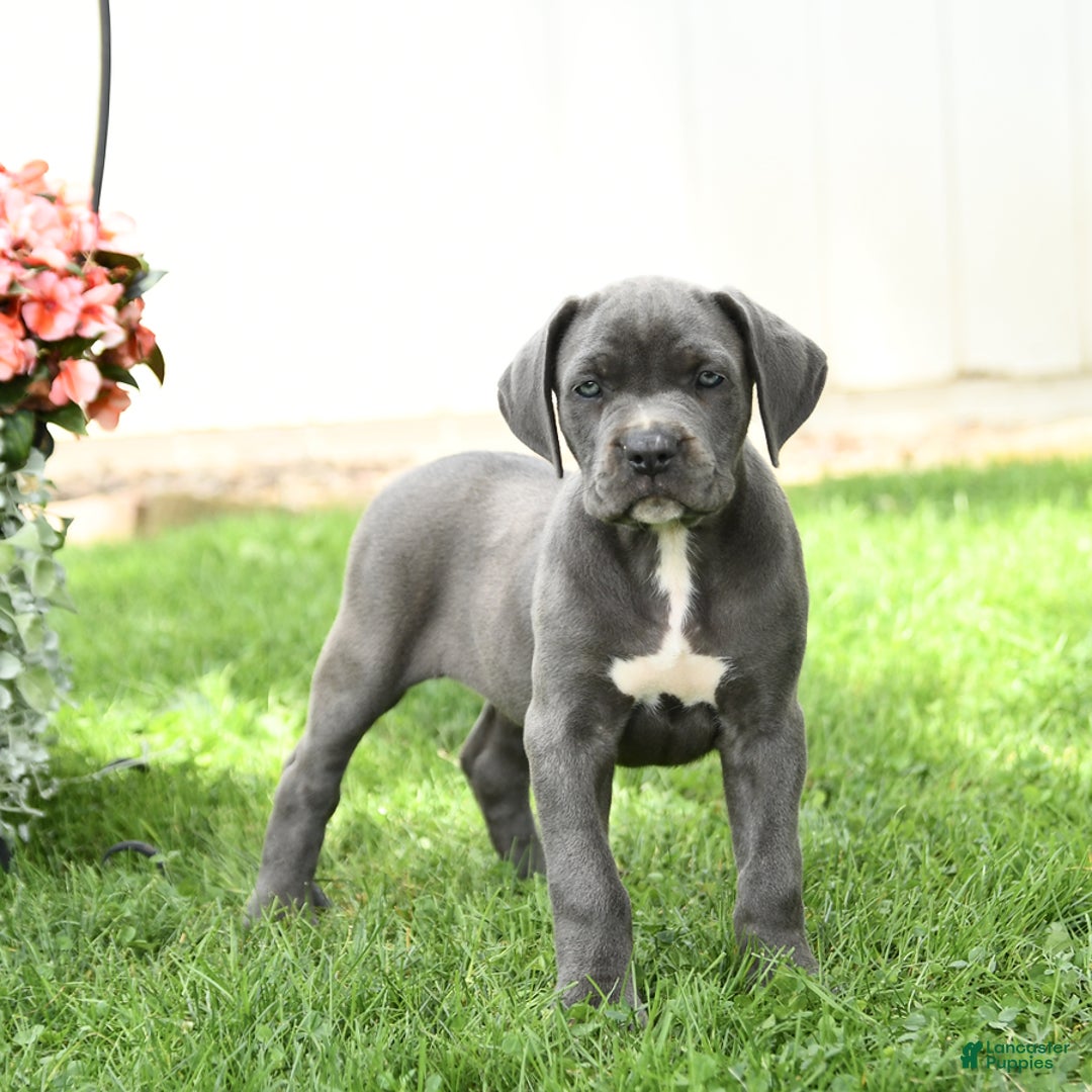 Cane Corso dogs for sale: Brynn - Image 2