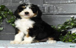 Bernedoodle dogs for sale: Danny - Image 4