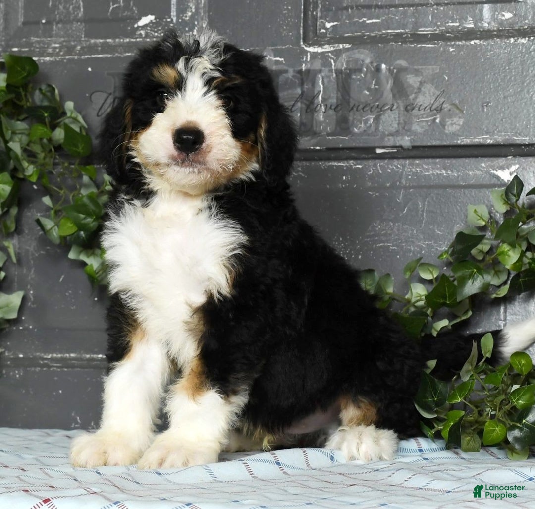 Bernedoodle dogs for sale: Danny - Image 4
