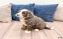 Mini Bernedoodle dogs for sale: Archie - Image 5