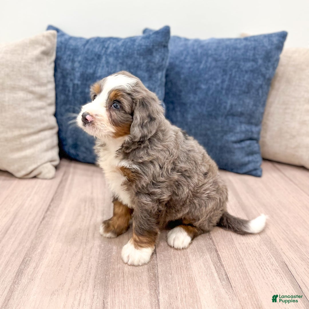 Mini Bernedoodle dogs for sale: Archie - Image 5
