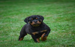 Rottweiler dogs for sale: Bella - Image 9