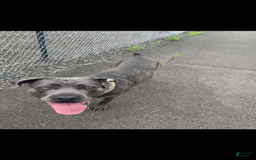 Cane Corso dogs for sale: Merle Female 2 - Image 3
