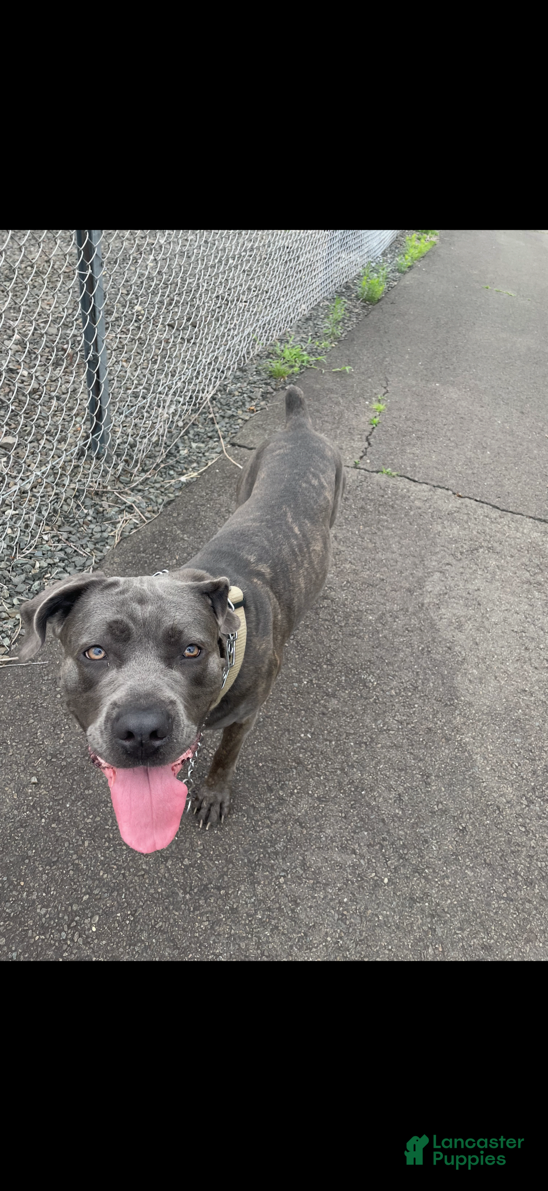 Cane Corso dogs for sale: Merle Female 2 - Image 3
