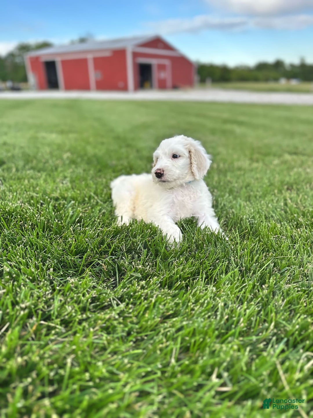Newfypoo dogs for sale: Lex Luther - Image 4