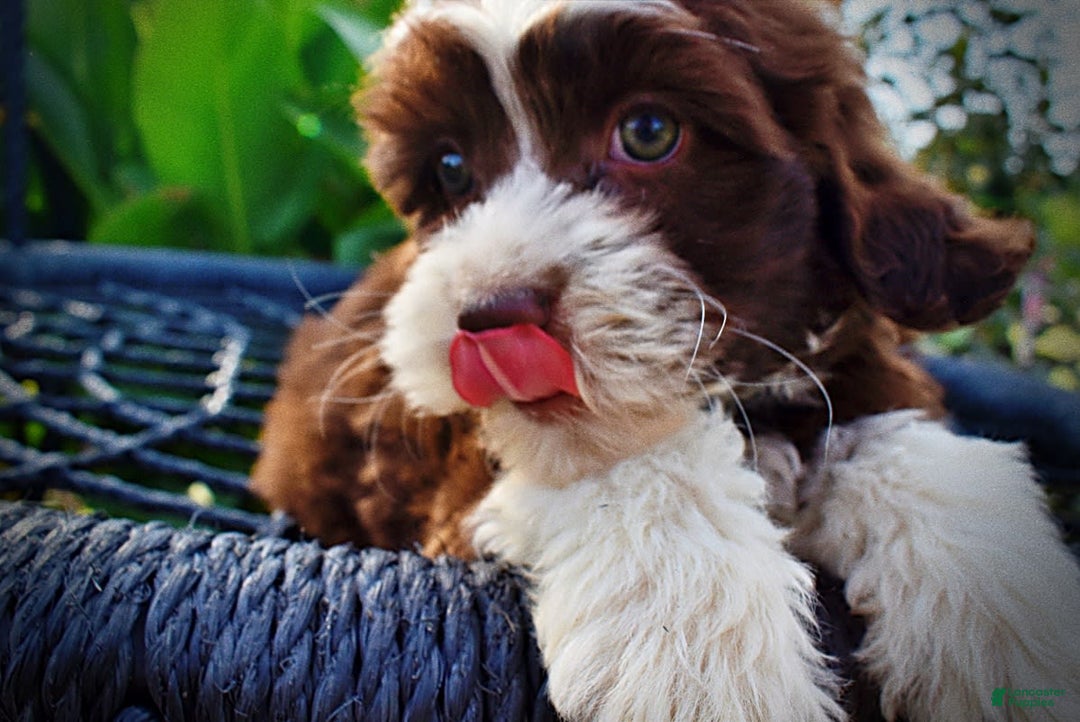 Havapoo dogs for sale: Juliet - Image 11
