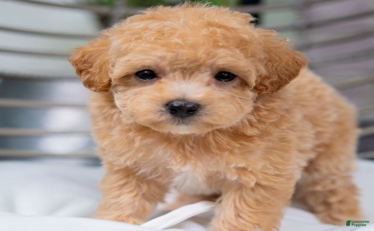 Maltipoo dogs for sale - Ad 5