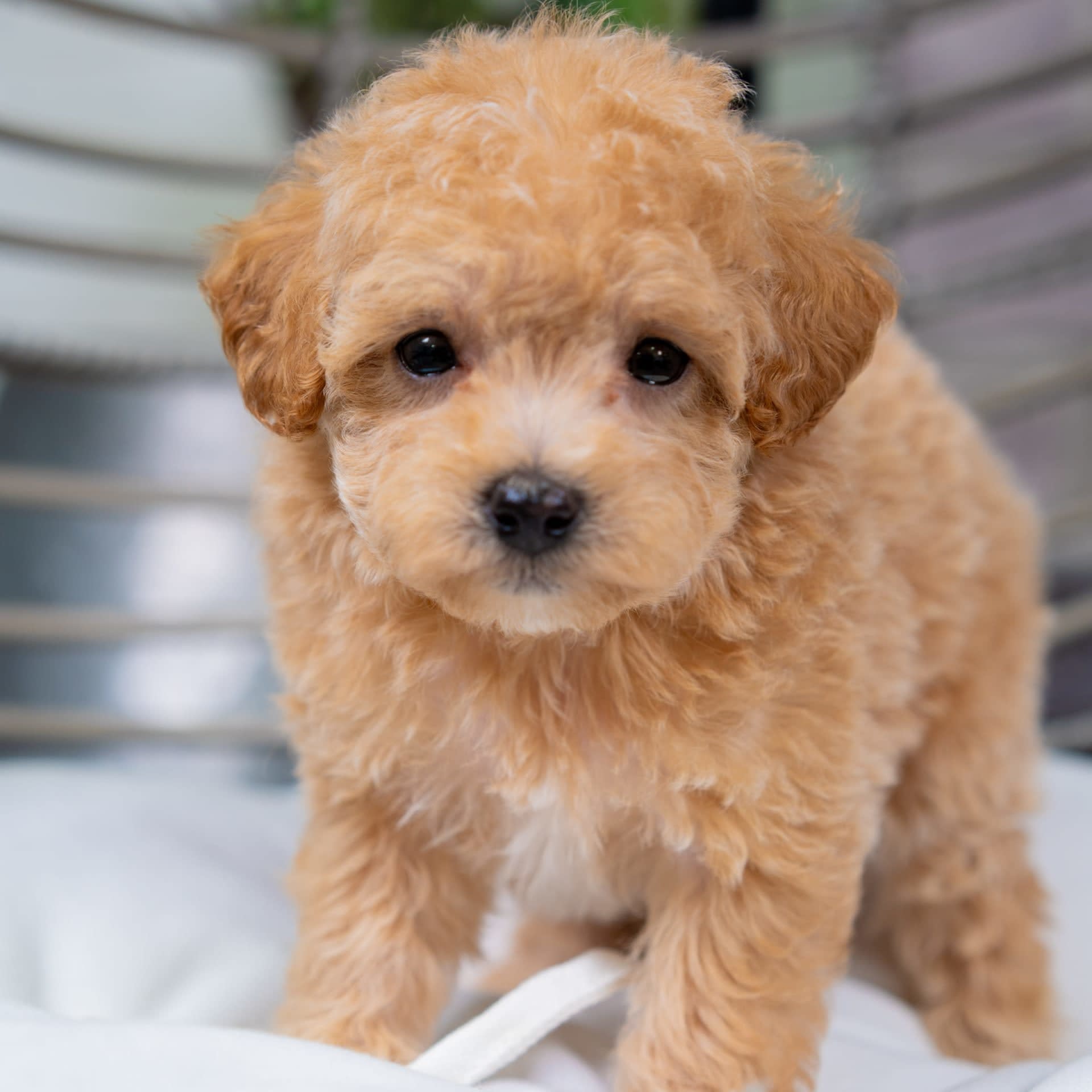 Maltipoo dogs for sale - Ad 5