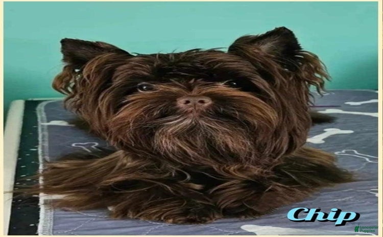 Yorkshire Terrier dogs for sale - Ad 4