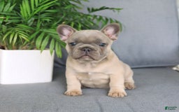 French Bulldog dogs for sale: Luna - Image 3