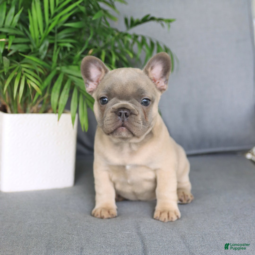 French Bulldog dogs for sale: Luna - Image 3