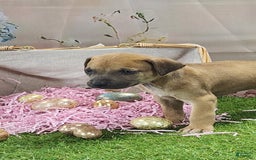 Catahoula Leopard Dog dogs for sale: Goldie 2025 F3 - Image 10
