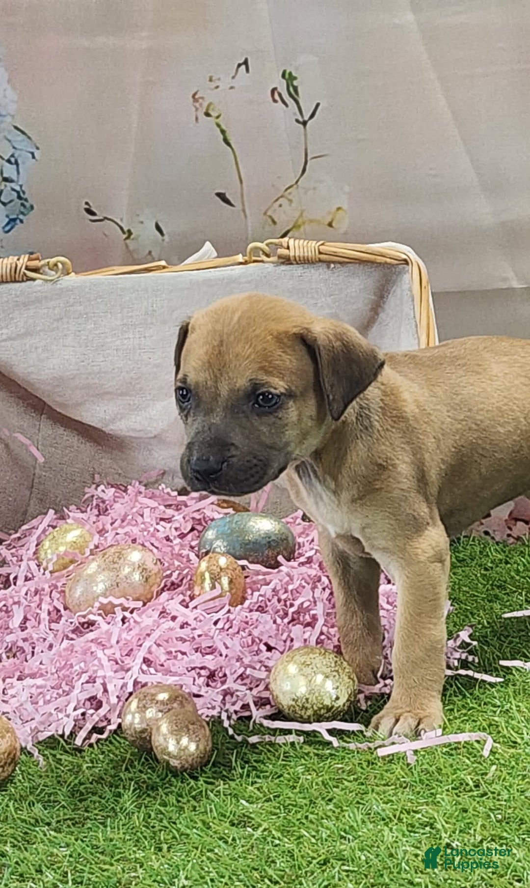 Catahoula Leopard Dog dogs for sale: Goldie 2025 F3 - Image 10