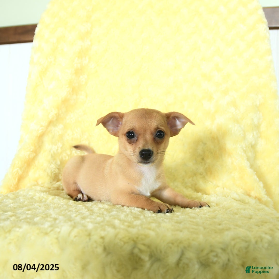 Chihuahua dogs for sale: Chihuahua 4 puppies - Image 3
