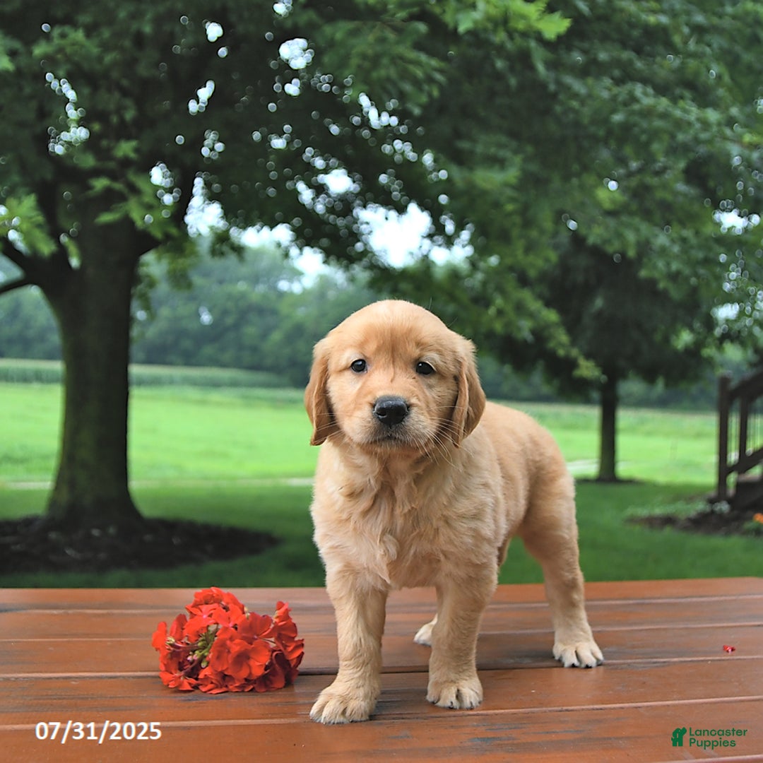 Golden Retriever dogs for sale: Jill - Image 1