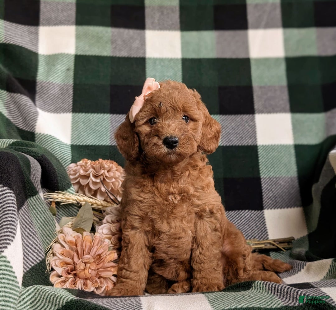  dogs for sale: Mini Goldendoodle 4 puppies - Image 11